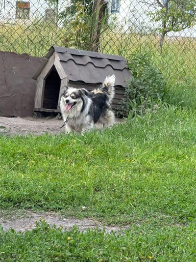 This image shows a medium-sized dog with black, white, and grey fur, panting with its tongue out. The dog is tethered to a leash. It is positioned near a wooden dog house with a dark, corrugated roof. The dog house is on a dirt or concrete surface. To the left of the dog and dog house, there is a wire fence and some greenery, including a tree. Behind the fence, there are buildings that appear to be residential. To the right of the dog house, there is a large area of lush green grass and some leafy bushes. The scene appears to be outdoors, likely in a backyard or rural setting. The lighting suggests it is daytime, with bright sunlight illuminating the grass. The overall atmosphere is casual and domestic. There are no visible text elements in the image. The location context is Chemerne, Ukraine.