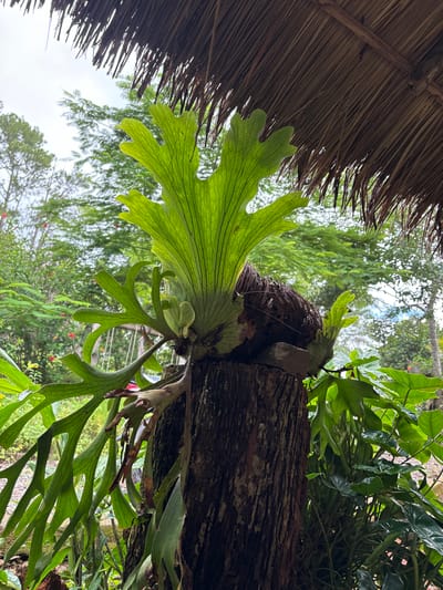 A staghorn fern grows from a rough-barked tree stump in an outdoor setting, with a thatched roof overhead. The fern's large, leathery, bright green fronds are deeply lobed and fan out prominently. Smaller, shield-like fronds are visible at the base of the plant, clinging to the stump. The tree stump appears weathered and is situated amidst lush green foliage. In the background, there are more trees and plants, with glimpses of a cloudy sky. The overall impression is one of a tropical, natural environment. There are no people or animals visible in the image.