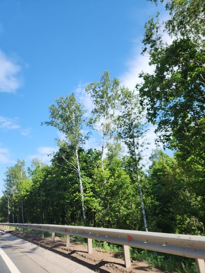 The image shows a roadside scene in Bavly, Russia. A grey metal guardrail runs along the right side of a paved road, separating it from a dense green forest. The forest consists of a variety of trees, including birch trees with their distinctive white bark and green foliage. The sky above is a clear blue with scattered white clouds. The scene appears to be a bright, sunny day, likely during the warmer months given the lush greenery. There are no people or vehicles visible in the image. The perspective suggests the photo was taken from a moving vehicle, looking towards the forest and sky.