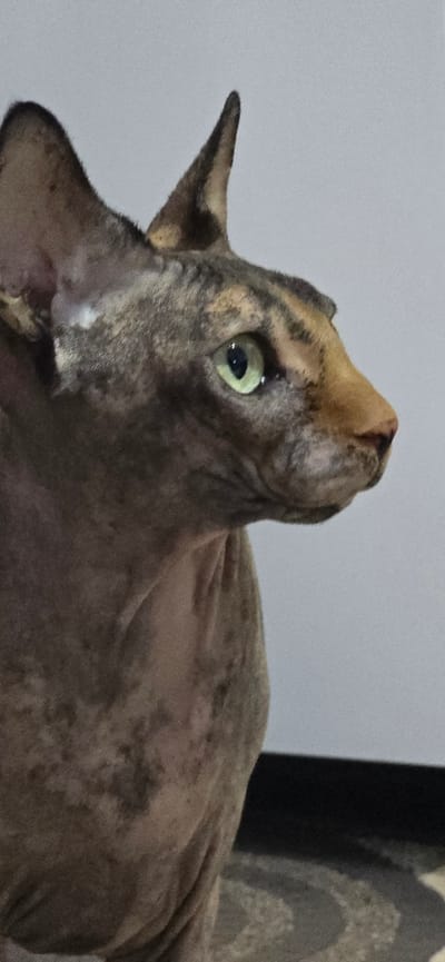 This is a close-up, vertical, eye-level, indoor shot of a hairless cat. The cat is facing to the right, with its head and upper body visible. Its skin has a mottled brown and tan pattern, and its large, light green eyes are visible. The cat's ears are large and pointed. The background is a plain, light gray wall. The bottom right of the image shows a dark, horizontal surface, likely a floor or furniture, with a patterned area below it. There are no people, actions, or interactions depicted. The image was taken in Baku, Azerbaijan.