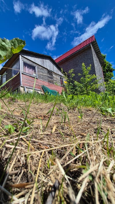 The image depicts a low-angle view of two structures situated in a rural setting, likely a backyard or a field, under a bright blue sky with scattered white clouds. In the foreground, dry grass and twigs litter the ground, with some green shoots emerging.
To the left, a weathered wooden house with red lower siding and gray, aged wooden planks on the upper section is visible. It has a single window with pink curtains and a pitched roof. Next to it, to the right, is a larger structure with a prominent red-tiled roof and walls made of gray composite material. Lush green foliage, including trees and bushes, surrounds the structures and rises from the ground. A green net or mesh is partially visible near the base of the wooden house.
The overall impression is one of a simple, possibly rural dwelling in an outdoor environment. The sky suggests a sunny day. The location is identified as Mashezero, Russia. No people are present in the image, and no specific actions or interactions are depicted. The scene is static and appears to capture a moment in time.