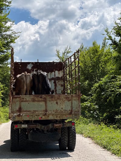 The image shows the rear of a rusty, olive-green truck on a rural road in Nikšić, Montenegro. Two cows, one light brown and one dark brown/black, are standing in the truck bed, facing away from the camera. The truck is surrounded by dense, green trees and foliage on both sides of the road. The sky is blue with fluffy white clouds. The road is paved and appears to be a two-lane country road. The truck has large, worn tires and a spare tire mounted underneath. The scene appears to be a rural setting, likely a farm or countryside area outside of the main city.