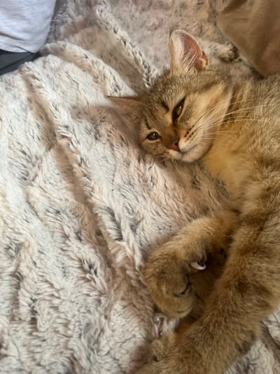 A light brown tabby cat is lying on a soft, textured blanket. The cat is positioned diagonally across the frame, with its head near the upper left corner and its body extending towards the lower right. The cat's head is tilted slightly to the left, and its eyes are partially closed, suggesting it is relaxed or sleepy. One of its front paws is visible, with the claws slightly extended. The blanket is a light gray-beige color and has a fluffy, uneven texture. No specific location in Probuda, Bulgaria, can be determined from the provided image. There is no information to determine the presence of a location from the details of the photo. No other people or objects can be identified in the frame.