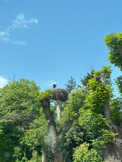A stork sits in a large nest atop a utility pole in the city of Aprilovo, Bulgaria. Green trees and foliage surround the pole and nest. The sky is blue with some white clouds. Two small birds are visible in the sky.