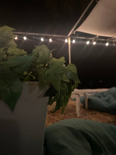 A cluster of artificial leafy green plants occupies the foreground, appearing to grow from a white planter. To the left, a line of small, bright lights hangs against a dark night sky. Faintly visible in the background, a white chair rests on a textured surface next to a light blue cushion. The scene has a slightly blurred and dreamlike quality.