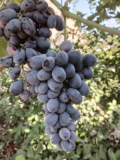 A close-up, vertical, outdoor shot shows a large bunch of dark purple grapes hanging from a vine. The grapes are plump and oval-shaped, with a dusty bloom on their surfaces, and some have small, dark speckles. They are clustered tightly together on thin, green stems. The background is a blur of green foliage and a hint of a light-colored wall, suggesting an outdoor setting, possibly in a garden or vineyard. The lighting is natural, with sunlight casting subtle highlights on the grapes. The image is taken from a slightly low angle, looking up at the bunch of grapes. There are no people or animals visible in the image. The image does not contain any specific visual cues to pinpoint its location to Urabashi, Uzbekistan.