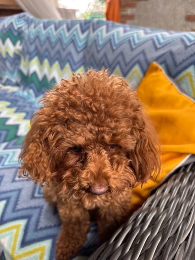 A brown toy poodle is seated on a wicker chair next to a yellow cushion and a blue, green, and white zigzag patterned blanket. The dog's fur is curly and it is looking down. The background is blurred and appears to be outdoors, possibly on a patio or balcony. There is no indication of the city of Bersenevka, Russia.