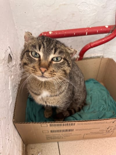 A domestic brown tabby cat with green eyes and ears exhibiting slight damage or folding sits upright within a cardboard box. The box is lined with a dark green fabric and features partially legible Russian text on its exterior, indicating its prior use as packaging for a bleaching and disinfecting agent. The cat faces directly towards the viewer with a neutral expression. The background consists of a textured, worn light-colored wall to the left, displaying a small indentation. A red metal pipe, spattered with white paint, runs horizontally behind the cat, bending upward on the right side of the frame. A light-colored floor is visible beneath the box. The scene is artificially illuminated. This incident occurs in the city of Кез, Russia.