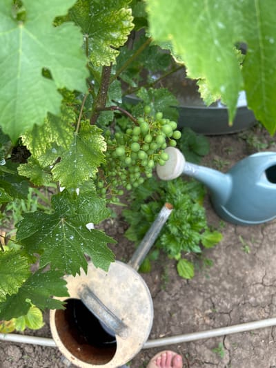 In Copceac, Moldova, a cluster of unripe green grapes hangs from a vine, surrounded by broad, textured leaves, some exhibiting a mottled yellow and green pattern, possibly indicating a nutrient deficiency or disease. White specks, potentially powdery mildew or spray residue, are visible on the leaves. Two watering cans are present: one is a pale blue plastic watering can with a light-colored spout, positioned to the right of the grapes. The second is a vintage, galvanized metal watering can with a patina of rust and age, shown closer to the foreground and containing a dark liquid. The ground is dry, cracked earth, with scattered dry foliage and a thin, flexible hose running horizontally across the bottom of the frame. A bare foot with painted toenails is visible at the very bottom edge of the image, suggesting a person is present but not fully in frame. The overall scene depicts a garden environment with elements of both plant life and gardening tools.