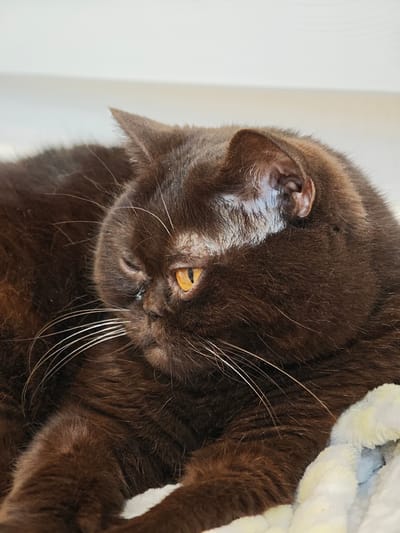 A close-up, profile shot captures a dark brown British Shorthair cat with bright orange eyes. The cat's fur is dense and appears to be soft. Its left eye is partially closed and appears to be experiencing some discharge. The cat is lying down on a light-colored, fluffy surface, possibly a blanket or bed. The background is out of focus and appears to be a light, neutral color, likely a wall or furniture. There are no other discernible objects or individuals in the frame. The image is well-lit, with the focus primarily on the cat's face. No information about the location of Brest, Belarus, can be inferred from the image.