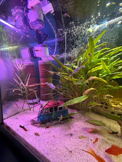 The image shows an indoor aquarium with a sandy substrate. Several small fish of various colors, including red, black, white, and orange, are swimming in the tank. There are also aquatic plants, a decorative aquarium ornament resembling a bus, and some bubble-generating equipment visible. The lighting casts a purple and pink hue over the scene. The location is not specified as being in the city of Moskovskiy, Russia.