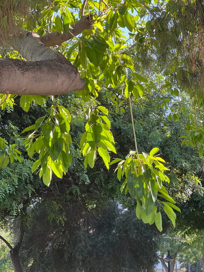 This image captures a close-up view of branches and leaves of trees, with a thick, gnarled tree trunk prominent in the foreground. The leaves are a vibrant green, some catching the sunlight and appearing translucent. In the background, a dense canopy of other trees creates a lush, green backdrop. The lighting suggests it is daytime, with sunlight filtering through the foliage. There is no indication of the city of Antalya, Turkey, nor are there any people or specific objects that would place it there. The scene is a natural, outdoor environment dominated by vegetation.