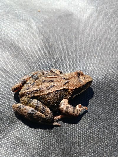 A frog is seen on a dark, textured surface, possibly a fabric or tarp, under bright sunlight. The frog is brown with darker markings and is positioned in the lower left portion of the frame, facing to the right. The background is out of focus and appears to be a continuation of the dark surface, with highlights indicating the texture. There is no indication of the city of Nesvizh, Belarus.