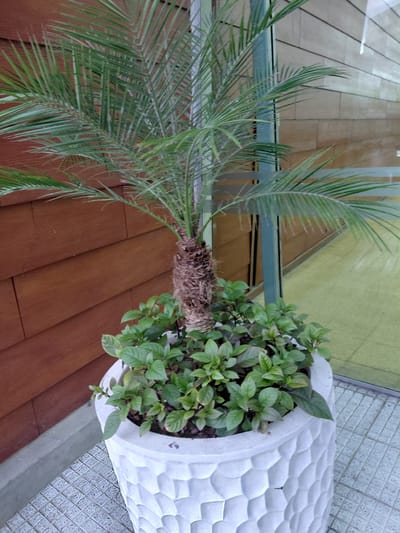 In Porlamar, Venezuela, a potted palm tree with smaller green plants at its base sits outside a building with a wooden facade. The palm tree has fronds that spread outward, and its trunk is covered in rough fibers. The smaller plants are lush and leafy, some with a purplish hue on their undersides. The pot is a textured white ceramic with a honeycomb pattern. The background features a building with horizontal wooden planks and a glass window reflecting a light green floor. The ground is tiled with a grey grid pattern.