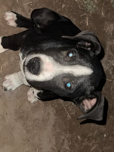 A close-up, high-angle, medium shot depicts a black and white dog with a white blaze on its forehead and white paws. The dog's eyes are light blue. The animal is sitting on a dirt ground. The image was likely taken outdoors in Sumalao, Argentina.