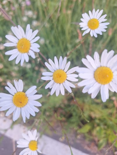 This media file features a close-up, overhead view of several daisies. The flowers are white with yellow centers and are set against a background of green grass and some blurry foliage. Some of the daisies are in focus, while others are slightly out of focus, creating a shallow depth of field effect. The lighting appears to be natural daylight, possibly overcast or late afternoon, as there are no harsh shadows. The setting is outdoors, likely a field or garden, given the presence of grass and wildflowers. There are no people or text visible in the image. The overall mood is serene and natural, highlighting the simple beauty of the flowers. The location context provided is Kapyĺ, Belarus.