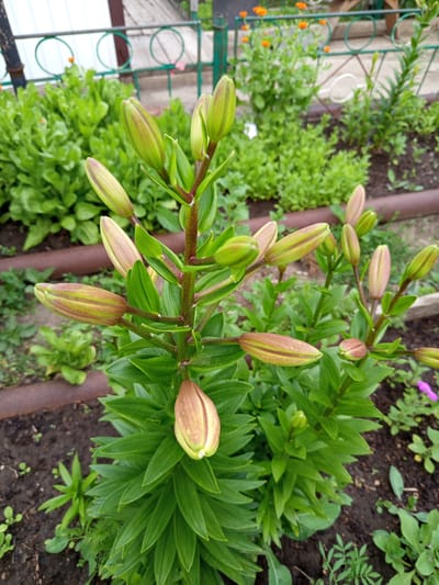 A close-up, eye-level shot focuses on a cluster of lily buds in various stages of development, set within a garden bed. The buds, predominantly a soft green with hints of pink and brown stripes, are elongated and pointed, with some beginning to show the distinct separation of petals. They are arranged along a central, upright stem that is reddish-brown and dotted with small hairs. The lily's lush, deep green leaves are arranged in a whorled pattern around the stem, creating a dense, verdant base.
Behind the lily, the background reveals a slightly blurred garden scene. A low, dark brown metal pipe runs horizontally across the mid-ground, partially obscured by the foliage. Beyond this, a green metal fence with circular designs can be seen. Patches of other green plants, including what appear to be calendula flowers with their bright orange blooms, are visible in the distance, suggesting a cultivated garden setting. The soil in the foreground is dark and rich, with a few small, green seedlings emerging.
The lighting suggests it is daytime, likely overcast or shaded, as there are no harsh shadows and the colors are muted. The overall mood is one of quiet growth and anticipation, with the focus entirely on the unopened blooms. There is no visible text in the image. The location context indicates this scene is from Älimbet, Kazakhstan.