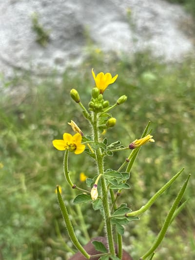 This is a close-up, vertical, eye-level shot of a small plant with yellow flowers and green seed pods. The plant is in focus, with a blurred background of green foliage and a large, textured, greyish-white rock formation. The plant has a fuzzy green stem with several small, bright yellow flowers and buds. Some of the flowers are fully open, showing five petals, while others are still developing. There are also several long, fuzzy green seed pods, some pointing upwards and some downwards. A hint of a human hand, with dark skin, is visible at the bottom of the frame, suggesting the plant is being held or examined. The scene appears to be outdoors, in a natural setting. The specific location is identified as Lugbe, Nigeria, implying an urban or peri-urban environment with natural elements.