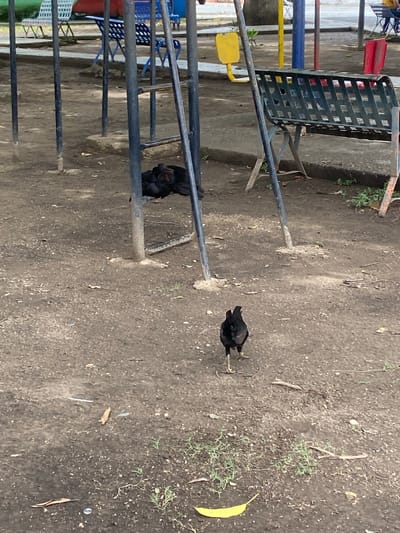 The scene is a patch of ground in Tinaquillo, Venezuela. A small flock of black chickens is clustered under a playground structure. A single chicken is standing away from the group, facing right. The ground is bare soil with sparse vegetation. A yellow leaf is visible on the right side of the frame. Playground equipment, including a metal bench and various bars, is present.