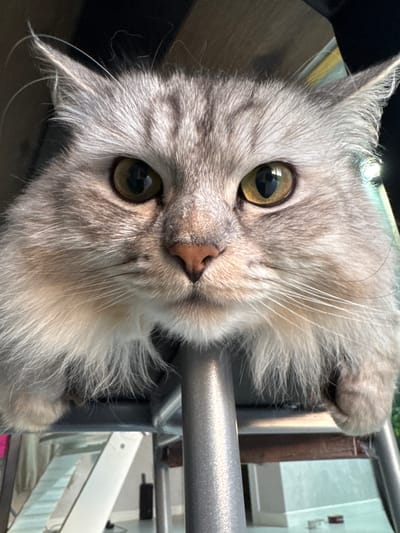 A close-up, angled view captures a silver tabby cat clinging to a metal structure. The cat, with its large, round, green eyes and pink nose, gazes directly into the camera. Its fluffy fur is primarily silver, with some white around its neck and chest. The cat is grasping a grey metal bar, part of a larger structure, likely in Gornyi, Russia, as requested. Behind the structure, hints of a blurred background suggest an outdoor setting with a building.