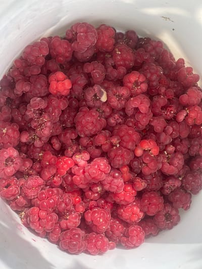 A close-up, overhead view shows a white bucket filled with a large quantity of ripe, red raspberries. The berries are clustered together, with many individual drupelets visible on each raspberry. Some of the raspberries show remnants of their stems. The lighting suggests an outdoor environment, possibly a sunny day, as evidenced by the shadows and highlights on the berries. The location is not discernible from the image itself, and therefore, the specified location of Кызыл-Тоо, Kyrgyzstan, cannot be confirmed or denied by the visual information provided.