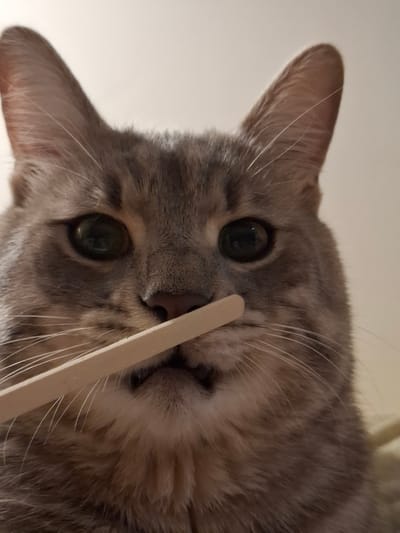 A close-up, eye-level, head-and-shoulders shot shows a grey tabby cat holding a thin wooden stick horizontally across its muzzle. The cat's green eyes are wide and looking directly at the camera. Its ears are pointed upwards, and its mouth is slightly open, revealing tiny teeth. The stick appears to be a craft stick or popsicle stick. The background is a plain, light-colored wall. The image does not contain any elements that indicate its location in Zemun Urban Municipality, Serbia, or any other geographical location.