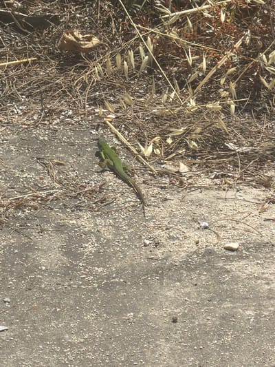 Two green lizards are visible on the ground. One lizard, positioned slightly to the left, is facing away from the viewer. The second lizard, to the right, is facing towards the left. Both lizards are on a surface composed of concrete and small pebbles. In the background, there is dry brush and straw. The scene appears to be outdoors in a sunlit environment.