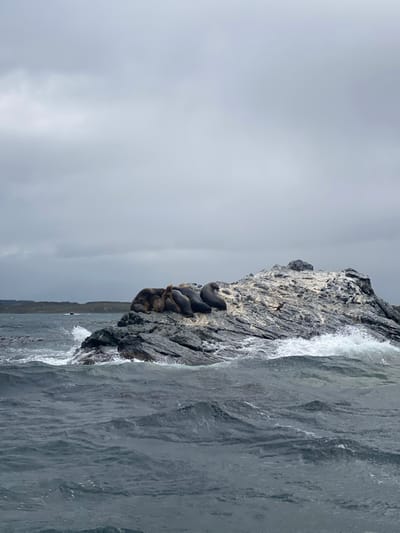 A rocky outcropping juts from the water, its surface populated by a cluster of seals. They appear to be resting together. The sky is overcast, lending a somber tone to the scene. The water is choppy, with waves crashing against the rock. A single bird is perched on the rock face. The image is captured in portrait orientation.