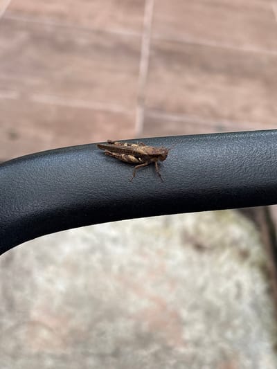 A small, brown grasshopper is perched on a black, textured, curved surface. The surface appears to be a part of an outdoor chair or furniture. In the background, out of focus, are muted tones of brown and beige tiles or paving stones. Below the black surface, also out of focus, is a lighter, mottled textured surface, possibly fabric or stone. The lighting suggests an outdoor setting, possibly during the day. No specific location within Cuernavaca, Mexico can be determined from the image.