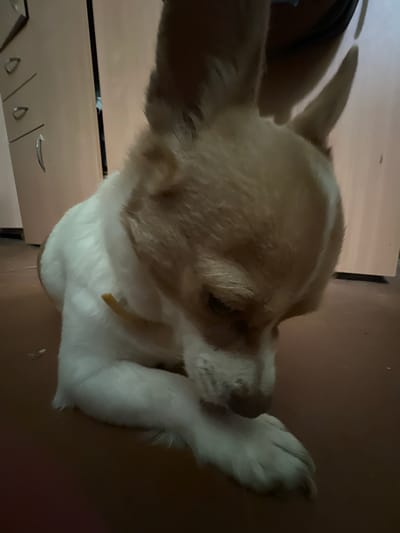 A small, light-colored dog with prominent ears and a white coat with tan markings is lying on a dark reddish-brown floor. The dog is looking down and appears to be focused on something near its paws. A thin, yellow collar is visible around its neck. In the background, to the left, a light-colored cabinet with three drawers and silver handles is partially visible. To the right, a dark vertical surface, possibly another cabinet or a wall, is present. The lighting is dim, casting shadows and highlighting the dog's fur. The environment suggests an indoor setting, likely a home. The location is unspecified.