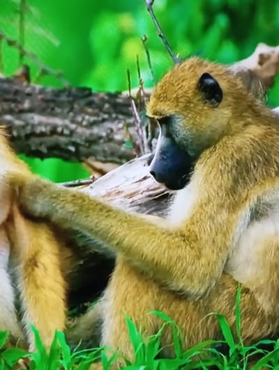 This media file shows a close-up of a baboon sleeping on a tree branch. The baboon has golden-brown fur and a dark nose. The background is a blur of green foliage, suggesting it is in a natural environment. The lighting is soft, indicating it might be daytime. There is no visible text in the image. The scene appears to be peaceful, with the baboon in a relaxed pose, suggesting a moment of rest. The image is cropped tightly, focusing on the baboon and its immediate surroundings.