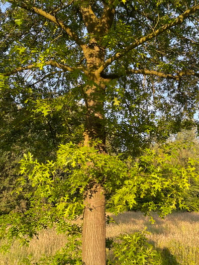 This is a vertical, medium-shot photograph of a large oak tree in the foreground, bathed in the warm, low light of what appears to be late afternoon or early morning. The tree's trunk is thick and textured, with a distinct vertical bark pattern. Its branches extend outwards and upwards, filled with vibrant green leaves that are catching the sunlight. The leaves have a characteristic lobed shape, typical of an oak.
Behind the oak tree, a field of dry, golden grass stretches into the distance. The grass appears to be tall and slightly overgrown, creating a textured backdrop that contrasts with the lushness of the tree's foliage. In the far background, a dense line of darker green trees forms a natural boundary. The sky above is a pale blue, visible through the gaps in the tree's canopy, suggesting an open, outdoor environment.
The scene is devoid of any people or animals. The overall impression is one of a peaceful, natural landscape. Without specific landmarks or context provided in the image itself, it is impossible to definitively ascertain the exact location within the city of Essen, Germany. However, the presence of a mature oak tree and an adjacent grassy field suggests a park, a rural outskirts area, or a designated natural reserve within or near the city. The lighting and the season indicate a time of year with active plant growth, likely spring or summer.