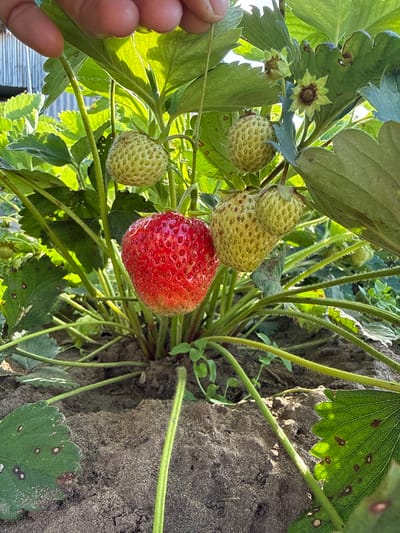 The image shows a close-up view of a strawberry plant with several strawberries and leaves. A single ripe, red strawberry is prominently featured in the center, appearing plump and vibrant. Several unripe, green strawberries are also visible, some still developing their shape. The leaves are green, with some showing signs of browning or damage, possibly from pests or disease. The strawberry plant is growing on a rough, textured surface that appears to be soil or dirt, with a thick, rough stem of the plant integrated into the texture. The scene is bathed in natural sunlight, suggesting it is daytime and likely outdoors. The background is blurred, but hints of more greenery and what might be a corrugated metal structure are visible, suggesting a garden or agricultural setting. A person's fingers are visible on the left side of the frame, gently touching or supporting a leaf, implying someone is inspecting or harvesting the strawberries. The overall impression is one of nature's bounty and the process of fruit cultivation. There is no visible text in the image.