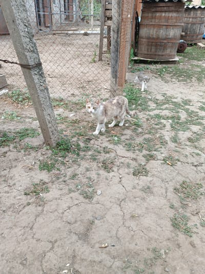 In the city of Leușeni, Moldova, a domestic scene unfolds in a rustic outdoor setting. Two cats, one adult and one kitten, are the primary subjects. The adult cat, with a patchy calico coat of white, gray, and tan, stands on cracked, dry dirt dotted with sparse green vegetation. Its head is turned towards the camera, with alert yellow eyes. The kitten, smaller and with a similar gray and white tabby pattern, is positioned further in the background, near a chain-link fence.
The environment suggests a rural or semi-rural area. A weathered concrete post, likely part of a fence, stands prominently in the foreground, bound with wire. Behind the fence, a building with barred windows is visible, possibly a shed or outbuilding. To the right of the frame, two large wooden barrels, weathered and banded with metal, are situated on a wooden platform, hinting at storage or agricultural use. The overall ground surface is characterized by dry, cracked earth, indicating a dry season or arid conditions. The lighting suggests it is daytime.