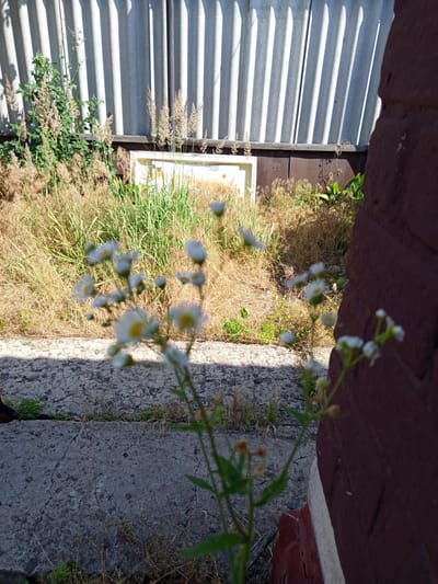 In Kharkiv, Ukraine, this image captures a ground-level view of an overgrown area adjacent to a brick structure. In the foreground, delicate white wildflowers with yellow centers are in bloom, some appearing slightly blurred due to focus. Behind the flowers, dry, yellowed grass and green shoots dominate the mid-ground, interspersed with tall, dried seed stalks. A light-colored, rectangular object, possibly a discarded piece of construction material or equipment, is visible amongst the vegetation. A corrugated, light-grey wall, likely made of asbestos-cement sheeting, forms the background, casting distinct vertical shadows from direct sunlight. The ground appears to be a cracked, concrete surface. The overall scene suggests an unmaintained, outdoor urban environment.