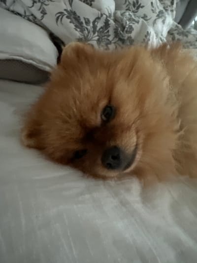 A Pomeranian dog rests on a white bed with a patterned duvet. The dog is lying on its side, with its head resting on the bed. The dog's eyes are open, and it appears to be looking at the camera. The dog's fur is a light brown color. The duvet is white with a pattern of gray flowers. The background is out of focus, but it appears to be a bedroom. The location is unknown, and there is no information provided about Asenovgrad, Bulgaria.