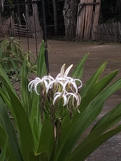 This is a medium-distance, eye-level, full-body photograph of a white spider lily plant in full bloom. The plant is located outdoors in Seumirah, Indonesia. The spider lily is the main subject, with its prominent white petals and long stamens dominating the foreground. Several dried brown petals are visible beneath the blooming flowers, suggesting a continuous blooming cycle. The leaves of the plant are a vibrant green, long, and strap-like. In the background, a rustic wooden fence is visible, constructed from vertical planks and supported by horizontal beams. Behind the fence, a tree with textured bark stands tall, and more vegetation can be seen. The ground appears to be a dirt or gravel surface. The lighting suggests an overcast or early morning/late afternoon setting, with soft, diffused light. No people or animals are present in the image.