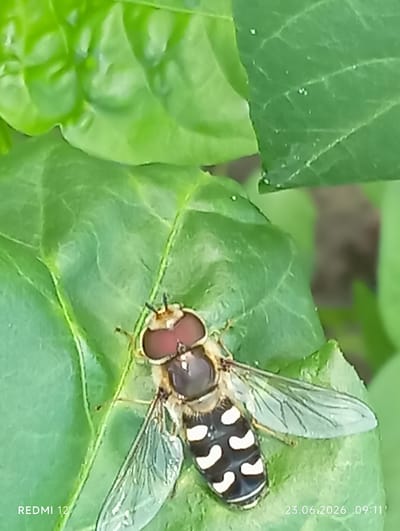 A hoverfly with large, reddish-brown eyes and a black and white striped abdomen rests on a vibrant green leaf. The insect's transparent wings are spread slightly. The background is a blur of green foliage, suggesting an outdoor, natural setting. The image also contains text overlays indicating "REDMI 12" in the bottom left corner and "23.06.2026 09:11" in the bottom right corner. The scene is likely a close-up photograph taken in a garden or park. Given the requested location of Smila, Ukraine, this image captures a moment in nature within that city.