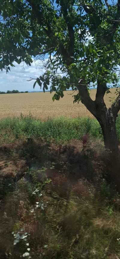 This is a vertical, eye-level, outdoor, daytime photograph taken in a rural setting in Zgalevo, Bulgaria. The image features a large tree with green leaves in the foreground, leaning diagonally from the upper left towards the center. The tree's trunk is thick and textured, with branches extending throughout the frame. Beyond the tree, a vast field of light brown crops stretches to the horizon, appearing to be wheat or barley. A strip of vibrant green grass runs along the right edge of the crop field. The sky, visible through the tree's foliage, is a clear blue with scattered white clouds. The overall lighting suggests a sunny day, with no discernible weather events. The scene evokes a sense of tranquility and nature. There is no visible text in the image.