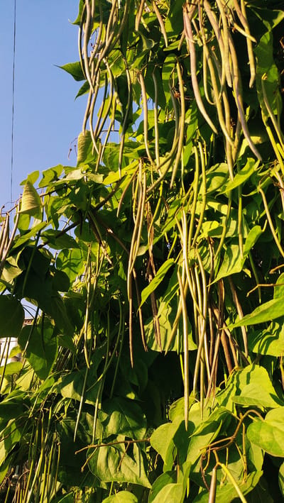 The image shows a close-up view of a tree with long, hanging seed pods, against a bright blue sky. The pods are slender and greenish-brown, with a slightly purple hue in some areas. They are clustered together and hang down from branches covered in large, heart-shaped green leaves. The lighting suggests it is daytime, with sunlight casting shadows on the leaves and pods, highlighting their textures. The overall scene is one of natural growth and abundance. The image is a vertical shot, with the tree taking up the majority of the frame. There are no people or specific landmarks visible in the image that would indicate the city of Horishni Plavni, Ukraine.