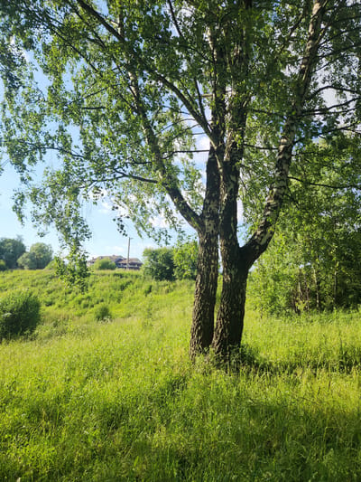 This media file depicts a sun-drenched, natural scene in Vniissok, Russia. The primary subjects are a cluster of birch trees with their characteristic white and black bark, their branches spreading widely and covered in lush green leaves. These trees are positioned on the left side of the frame, casting shadows across the vibrant green grass that dominates the right side and the foreground.
The setting is an outdoor, rural landscape. The grass appears tall and slightly overgrown in places, suggesting a natural meadow or field. In the background, on the right side of the frame and partially obscured by trees, a building with a reddish-brown roof is visible, hinting at human habitation nearby. The sky is a bright, clear blue with a few scattered white clouds, indicating fair weather.
The time of day appears to be midday or early afternoon, given the intensity of the sunlight and the presence of shadows. There are no people or specific events depicted; the image focuses solely on the natural environment and the trees. The overall mood is peaceful and serene, capturing the beauty of a summer day in the countryside. No visible text is present in the image.