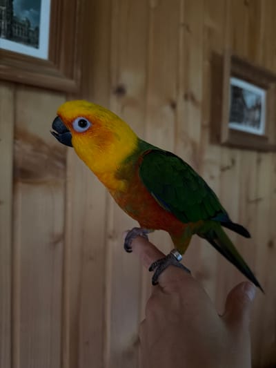 A sun conure parrot perches on a human finger, its body tilted slightly to the left. The parrot displays vibrant yellow plumage on its head and chest, transitioning to orange and red on its belly, with green wings and tail feathers. Its dark beak is slightly open, and its eye is a striking blue ring around a black pupil. A thin silver band is visible on the parrot's leg. The human hand holding the parrot is flesh-toned, with the thumb visible on the right side of the frame. The background consists of a wooden paneled wall, with two framed pictures hanging on it. One picture is partially visible on the left, and another is to the right. The lighting suggests an indoor setting. There is no indication of the city of Udelnaya, Russia, in the image.