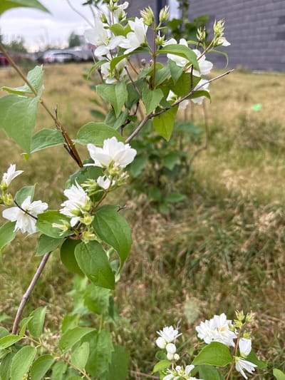 The image shows a close-up of a flowering plant with white blossoms and green leaves. The plant is positioned in the foreground, with a blurred background of dry grass and some buildings. In the far background, out of focus, are vehicles. The scene appears to be an outdoor urban environment, possibly a residential area or a park in Tomilino, Russia, given the context. The lighting suggests it is daytime, under an overcast sky.