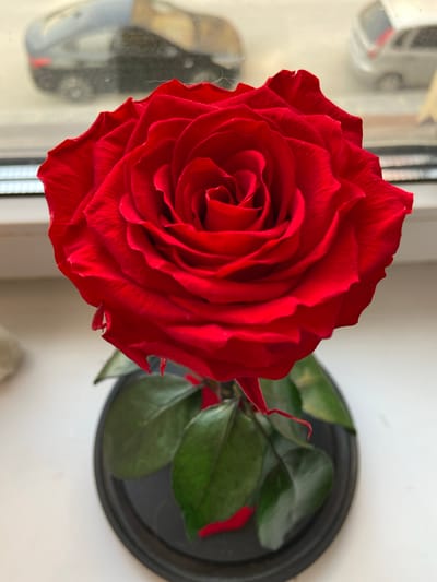 A high-angle, close-up shot presents a vibrant red rose in full bloom, positioned on a surface near a window. The rose is characterized by its tightly packed petals forming a spiral towards the center. Several green leaves are visible behind the rose head. The rose and leaves are set on a dark, circular base. Through the window in the background, blurred shapes suggest the presence of objects and possibly an urban setting. The specific location of Дядьково, Russia is not discernible from the details present in the image.