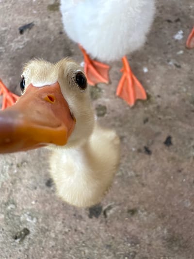 A close-up, slightly overhead shot captures a very young, light yellow duckling looking directly into the camera. Its beak is a vibrant orange, and its eyes are dark and round. The duckling's downy feathers are visible on its head and body, which appears fluffy. Behind the duckling, the webbed orange feet of another duckling are visible, along with a blur of white feathers from a larger duck. The background is a textured, mottled gray surface, possibly concrete or stone, with scattered dark specks. The scene appears to be outdoors, given the texture of the ground. The location is not specified in the image.