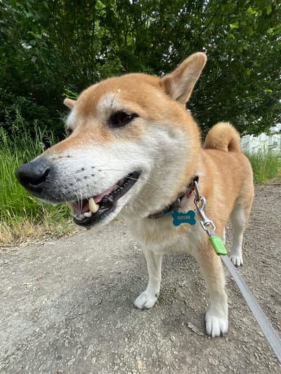 An outdoor, low-angle, close-up, portrait-style photograph shows a Shiba Inu dog with tan and white fur standing on a gravel path. The dog is looking to its left, with its mouth slightly open, revealing its teeth and pink tongue. A green and silver leash is attached to a blue bone-shaped dog tag that reads "ПЕРСИК" in white Cyrillic letters, which is affixed to the dog's collar. Behind the dog, there is dense green foliage, and in the upper right corner, a portion of a light-colored building is visible. The setting appears to be a park or a wooded area within the city of Zheleznogorsk, Russia, likely during daylight hours due to the natural lighting.