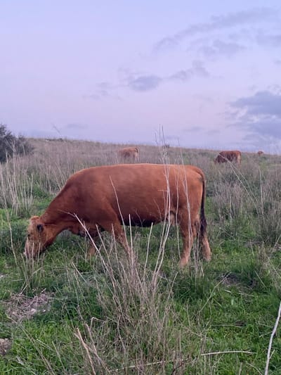 Three brown cows graze in a field with dried grass and patches of green vegetation. The sky is overcast, and the light is diffused. One cow is prominently in the foreground, head down, eating, while the other two are further away in the background. Thin, bare branches interrupt the view in the foreground. The landscape appears rural and natural.