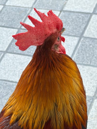 This is a close-up, overhead shot of a rooster, focusing on its head and upper body. The rooster has a prominent, bright red comb on its head and rich, reddish-brown and golden feathers. The background is a tiled surface, appearing to be light grey and white. The image is well-lit, emphasizing the texture and color of the rooster's plumage. It is not possible to determine the location within Baan Bo Phut, Thailand from this image.
