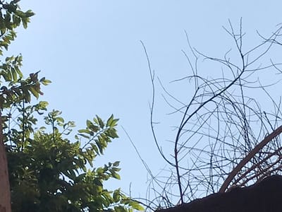 The image presents a view looking up at the sky through tree branches. On the left, bare, spindly branches of a deciduous tree create a delicate, intricate network. To the right, leafy green branches offer a contrast in texture and color. The sky is a clear, pale blue, providing a backdrop to the contrasting elements of nature. A neutral colored pillar can be seen on the right in addition to the leafy branches.