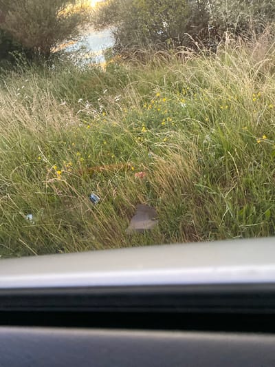 A view from inside a vehicle shows a roadside embankment overgrown with tall grass and small yellow flowers. Debris is visible in the grass, including two crumpled plastic bottles. In the upper part of the image, trees and a body of water, possibly a river, are seen under a bright sky. The foreground of the image is dominated by the car's interior, specifically the door panel and a sliver of the window frame.